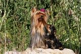YORKSHIRE TERRIER 419